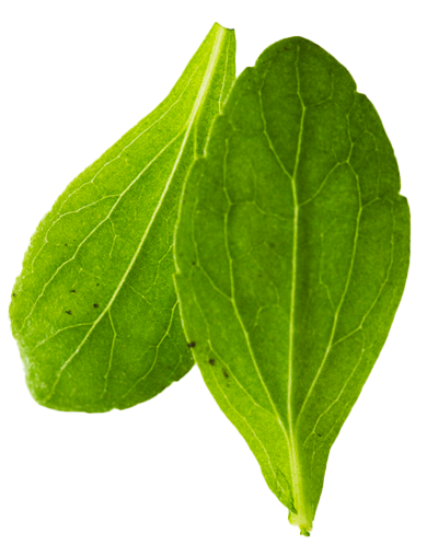 Green Leaf